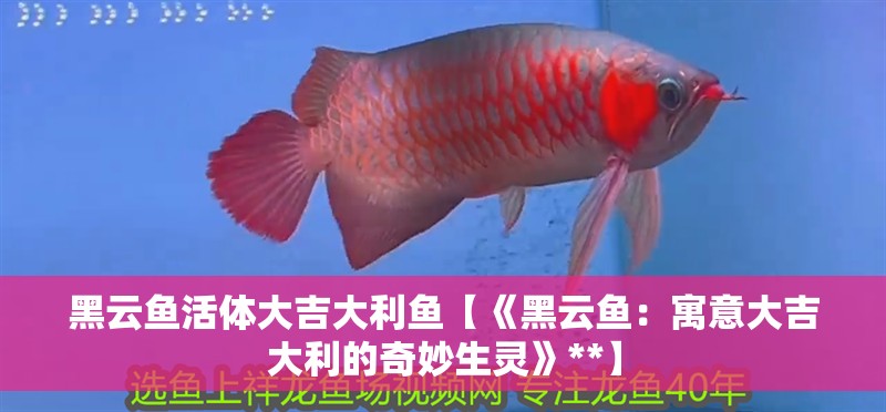 黑云魚活體大吉大利魚【《黑云魚：寓意大吉大利的奇妙生靈》**】