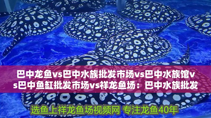 巴中龍魚(yú)vs巴中水族批發(fā)市場(chǎng)vs巴中水族館vs巴中魚(yú)缸批發(fā)市場(chǎng)vs祥龍魚(yú)場(chǎng)：巴中水族批發(fā)市場(chǎng)