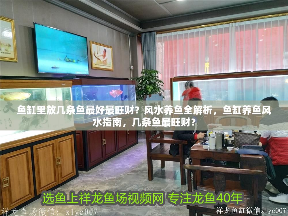 魚缸里放幾條魚最好最旺財？風(fēng)水養(yǎng)魚全解析，魚缸養(yǎng)魚風(fēng)水指南，幾條魚最旺財？