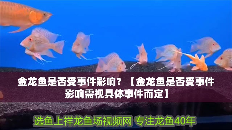 金龍魚是否受事件影響？【金龍魚是否受事件影響需視具體事件而定】