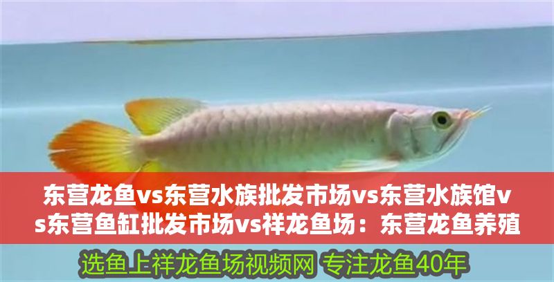 東營龍魚vs東營水族批發市場vs東營水族館vs東營魚缸批發市場vs祥龍魚場：東營龍魚養殖、水族市場、水族館經營狀況