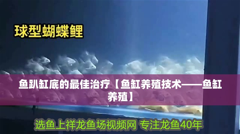 魚趴缸底的最佳治療【魚缸養殖技術——魚缸養殖】