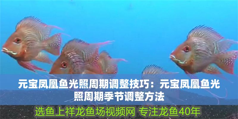 元寶鳳凰魚光照周期調整技巧：元寶鳳凰魚光照周期季節調整方法