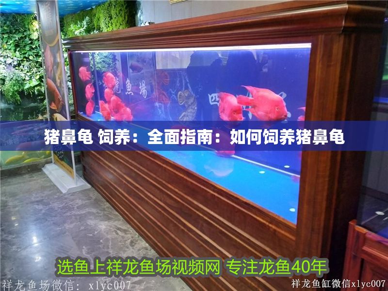 豬鼻龜 飼養：全面指南：如何飼養豬鼻龜