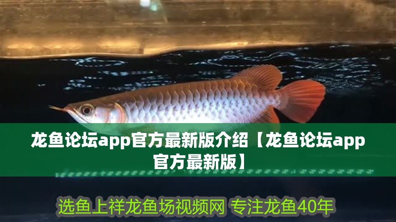 龍魚論壇app官方最新版介紹【龍魚論壇app官方最新版】