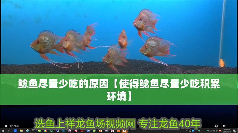 鯰魚盡量少吃的原因【使得鯰魚盡量少吃積累環境】