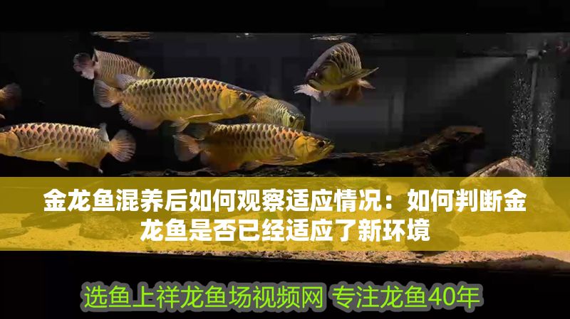 金龍魚(yú)混養(yǎng)后如何觀察適應(yīng)情況：如何判斷金龍魚(yú)是否已經(jīng)適應(yīng)了新環(huán)境