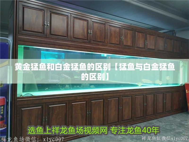 黃金猛魚和白金猛魚的區別【猛魚與白金猛魚的區別】