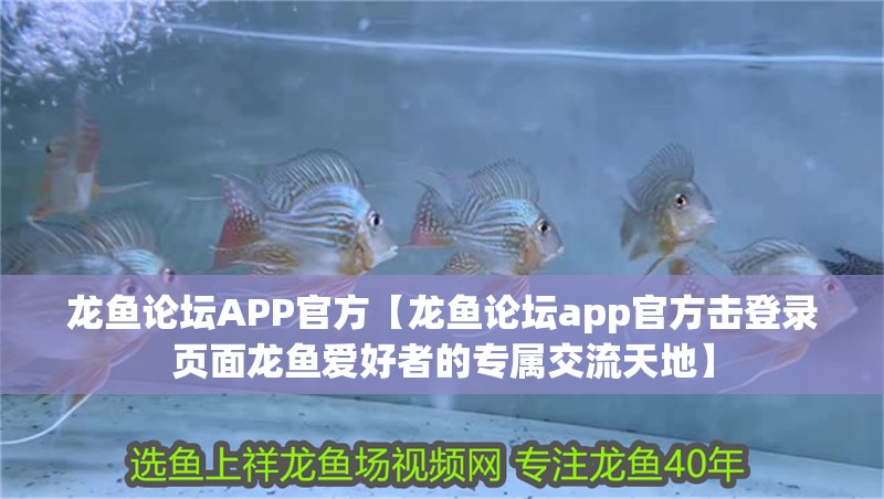 龍魚論壇APP官方【龍魚論壇app官方擊登錄頁面龍魚愛好者的專屬交流天地】