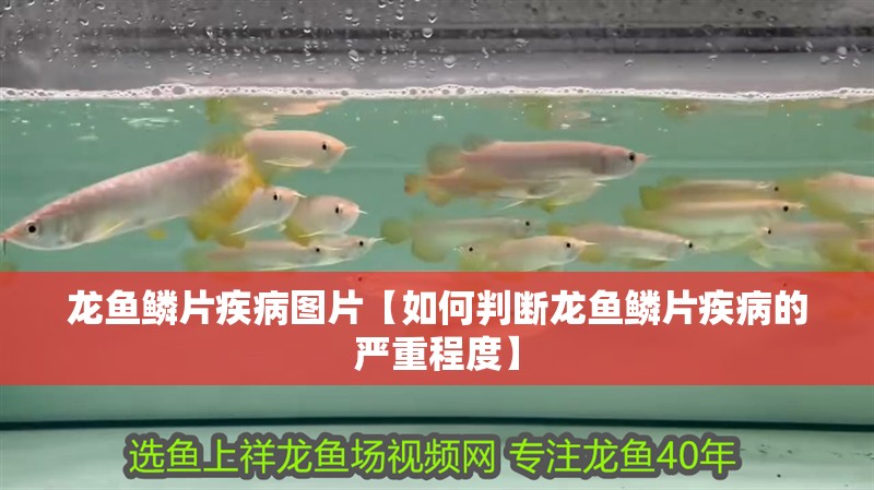 龍魚鱗片疾病圖片【如何判斷龍魚鱗片疾病的嚴(yán)重程度】