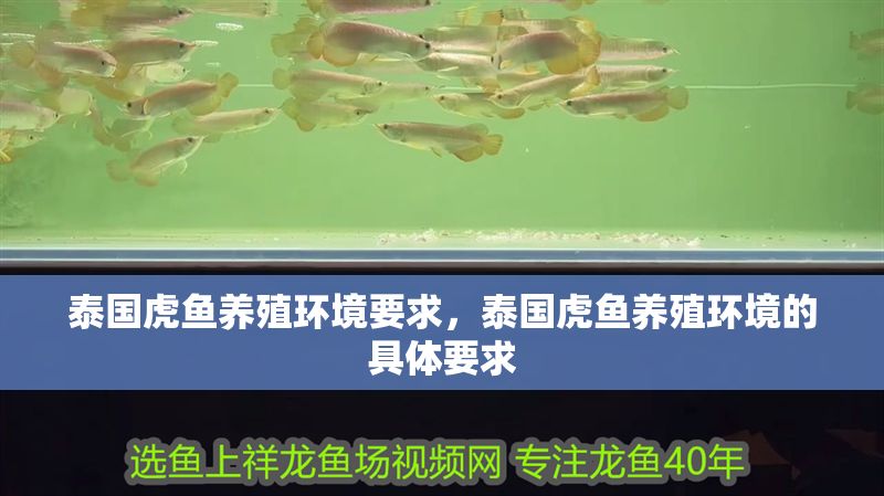 泰國虎魚養殖環境要求，泰國虎魚養殖環境的具體要求