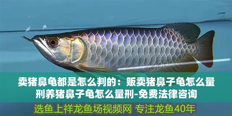 賣豬鼻龜都是怎么判的:販賣豬鼻子龜怎么量刑養豬鼻子龜怎么量刑-免費法律咨詢 豬鼻龜百科 第1張 賣豬鼻龜都是怎么判的:販賣豬鼻子龜怎么量刑養豬鼻子龜怎么量刑-免費法律咨詢 賣豬鼻龜都是怎么判的:販賣豬鼻子龜怎么量刑養豬鼻子龜怎么量刑-免費法律咨詢 豬鼻龜百科 第1張