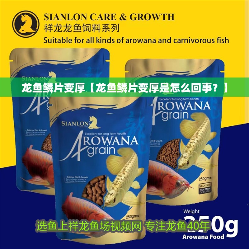 龍魚鱗片變厚【龍魚鱗片變厚是怎么回事？】