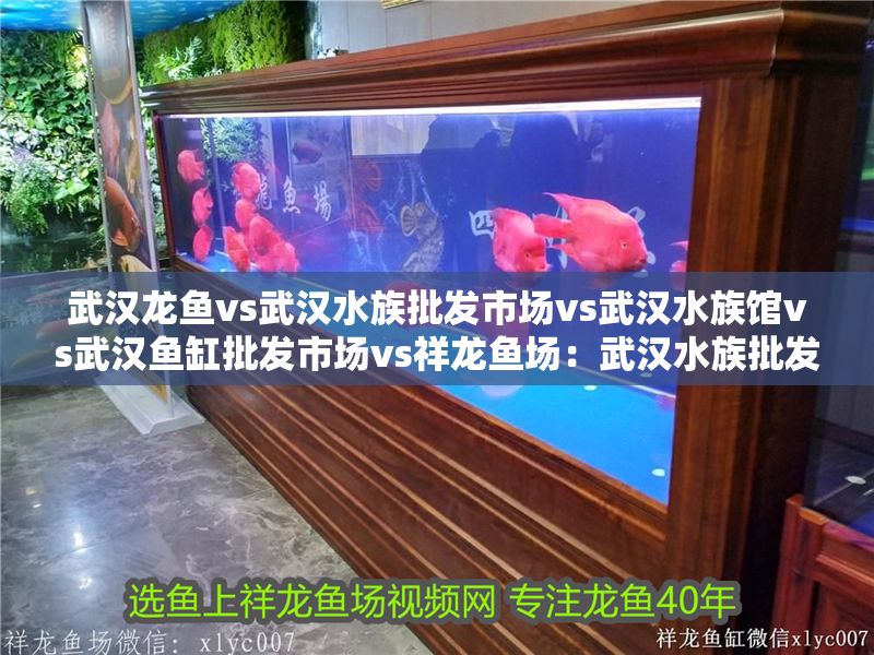 武漢龍魚vs武漢水族批發市場vs武漢水族館vs武漢魚缸批發市場vs祥龍魚場：武漢水族批發市場、水族批發市場、水族館和特定品牌或供應商