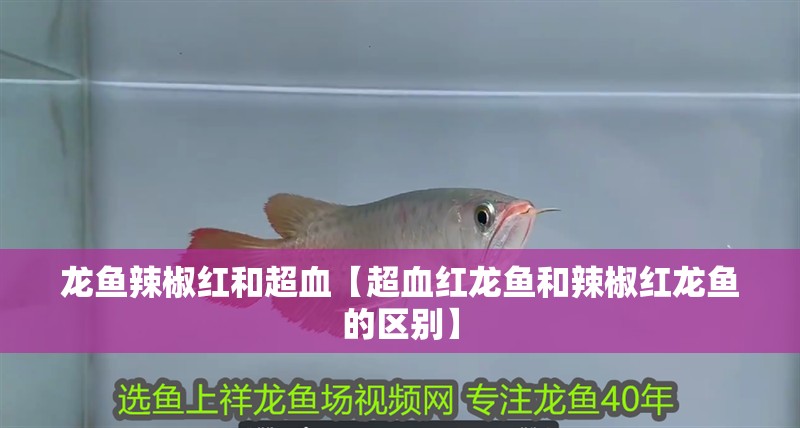 龍魚辣椒紅和超血【超血紅龍魚和辣椒紅龍魚的區(qū)別】