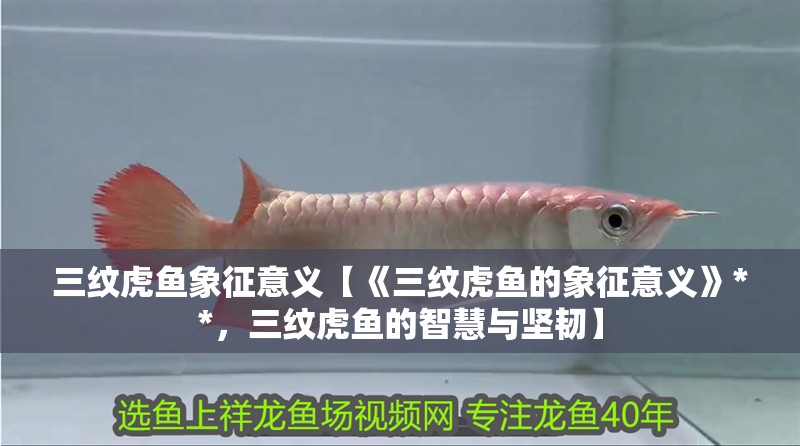 三紋虎魚象征意義【《三紋虎魚的象征意義》**，三紋虎魚的智慧與堅韌】