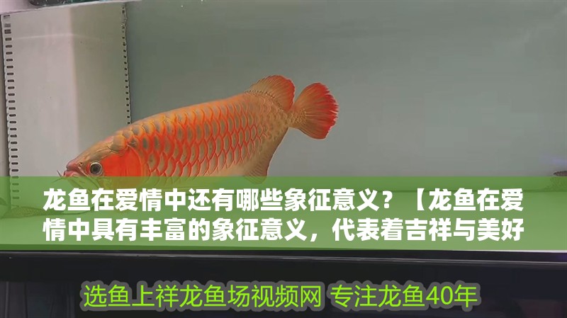 龍魚在愛情中還有哪些象征意義？【龍魚在愛情中具有豐富的象征意義，代表著吉祥與美好】