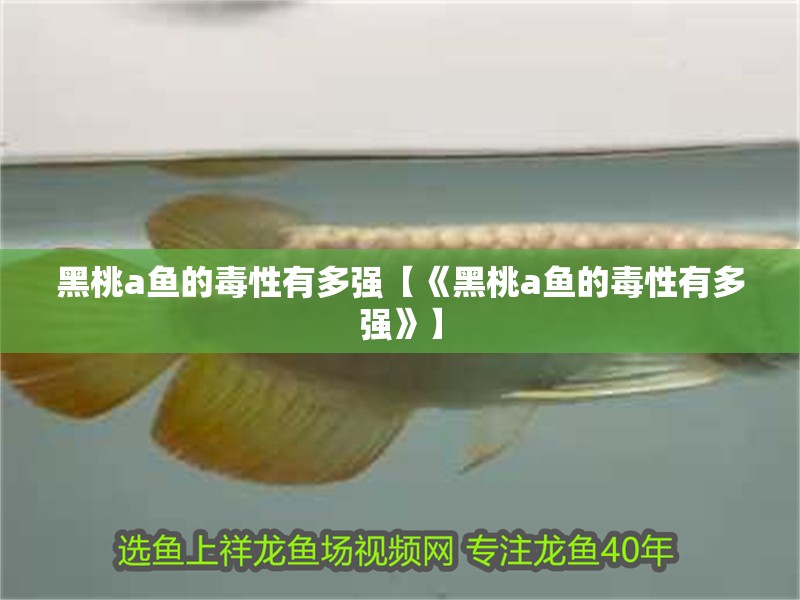黑桃a魚的毒性有多強【《黑桃a魚的毒性有多強》】