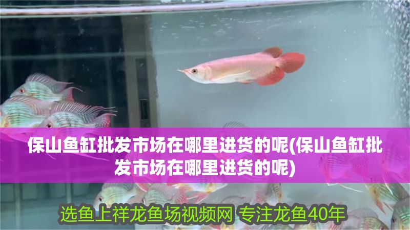 保山魚缸批發市場在哪里進貨的呢(保山魚缸批發市場在哪里進貨的呢)