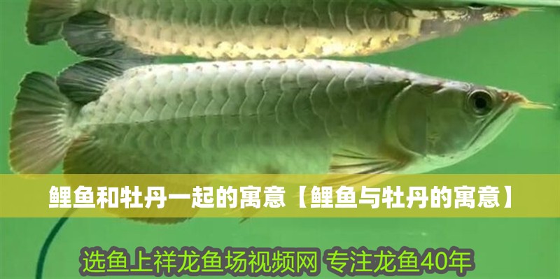 鯉魚和牡丹一起的寓意【鯉魚與牡丹的寓意】