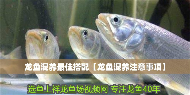 龍魚混養(yǎng)最佳搭配【龍魚混養(yǎng)注意事項(xiàng)】