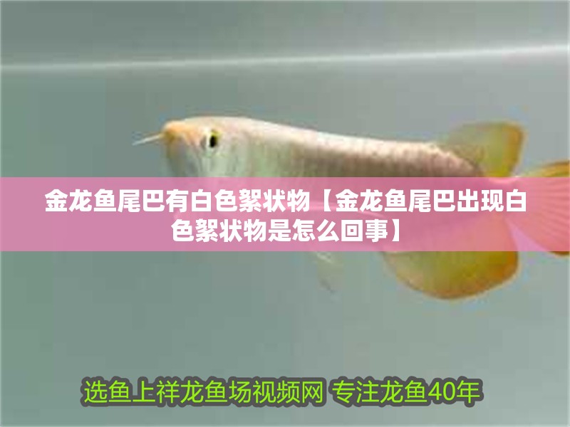 金龍魚尾巴有白色絮狀物【金龍魚尾巴出現白色絮狀物是怎么回事】