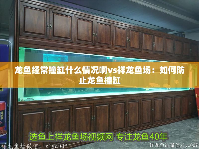 龍魚經(jīng)常撞缸什么情況啊vs祥龍魚場：如何防止龍魚撞缸