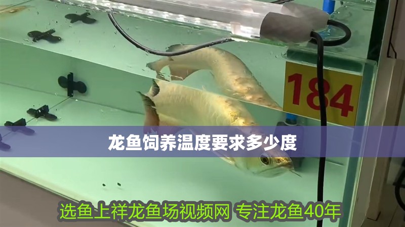 龍魚飼養(yǎng)溫度要求多少度
