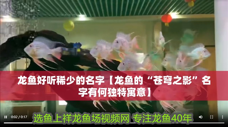 龍魚好聽稀少的名字【龍魚的“蒼穹之影”名字有何獨特寓意】