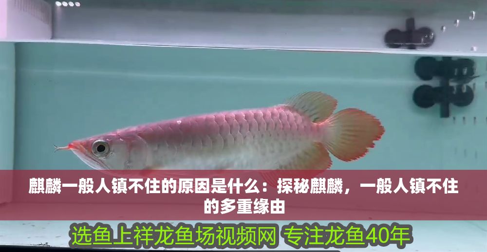 麒麟一般人鎮不住的原因是什么：探秘麒麟，一般人鎮不住的多重緣由