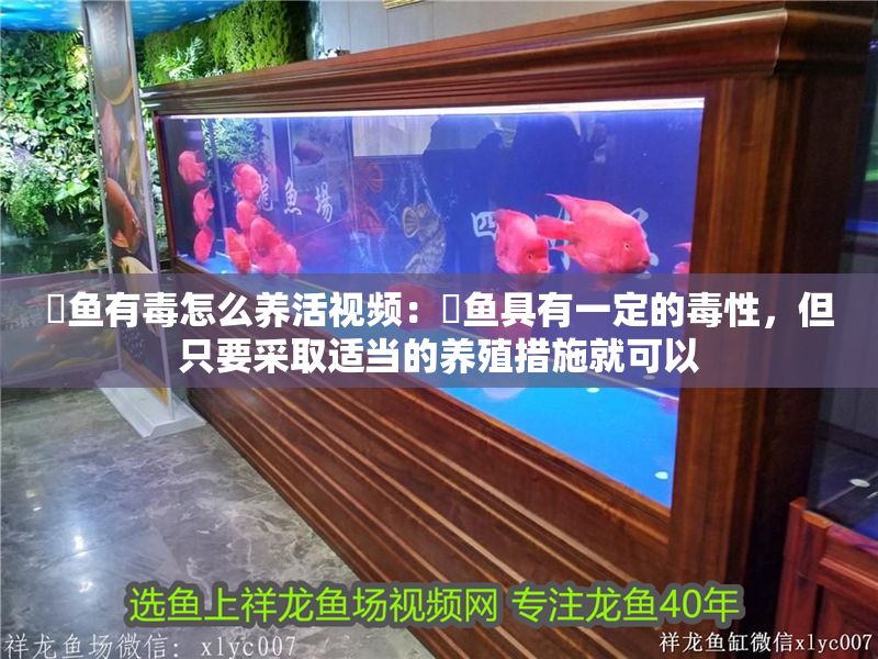 魟魚有毒怎么養(yǎng)活視頻：魟魚具有一定的毒性，但只要采取適當(dāng)?shù)酿B(yǎng)殖措施就可以