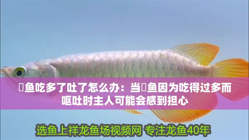 魟魚吃多了吐了怎么辦：當魟魚因為吃得過多而嘔吐時主人可能會感到擔心