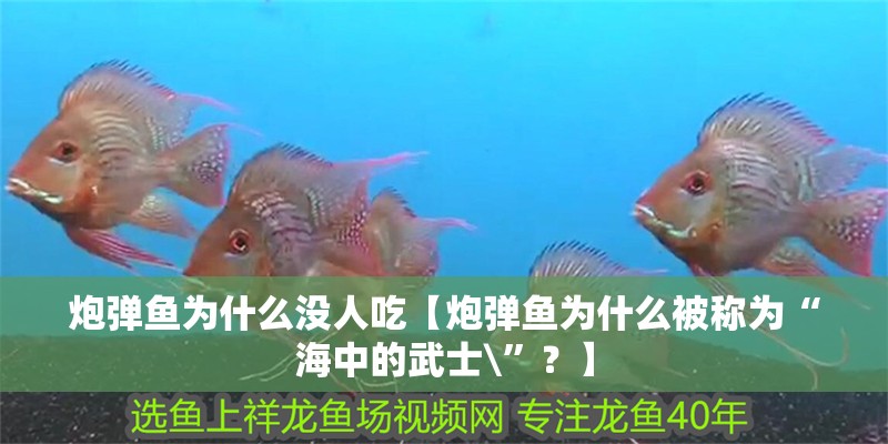 炮彈魚為什么沒人吃【炮彈魚為什么被稱為“海中的武士\”？】
