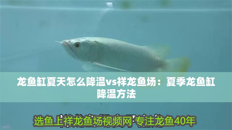 龍魚(yú)缸夏天怎么降溫vs祥龍魚(yú)場(chǎng)：夏季龍魚(yú)缸降溫方法