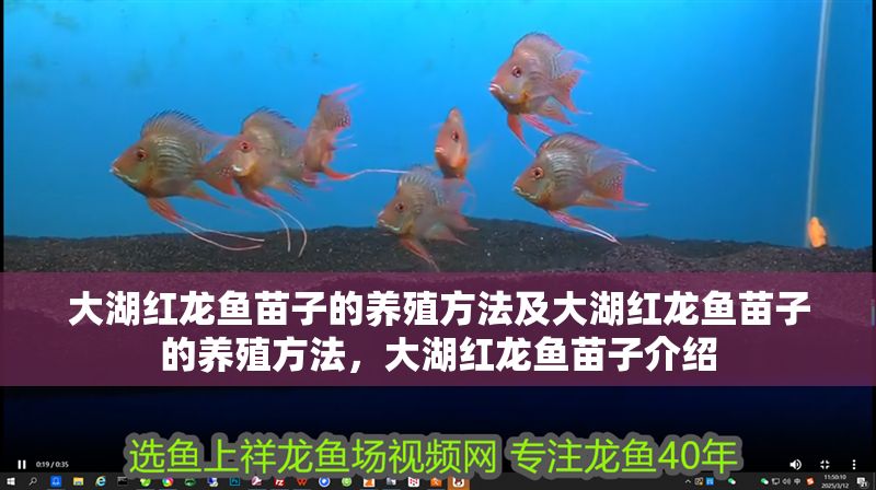 大湖紅龍魚苗子的養(yǎng)殖方法及大湖紅龍魚苗子的養(yǎng)殖方法，大湖紅龍魚苗子介紹