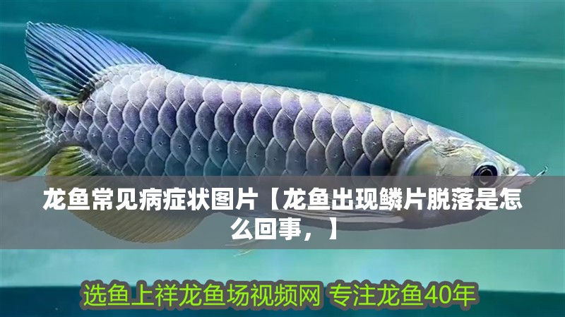 龍魚常見病癥狀圖片【龍魚出現鱗片脫落是怎么回事，】