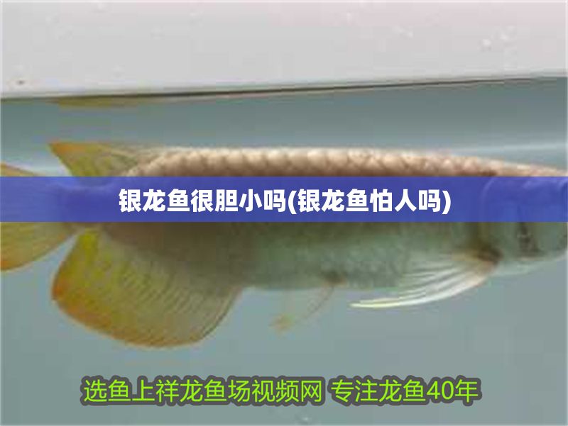 銀龍魚很膽小嗎(銀龍魚怕人嗎) 銀龍魚百科 第1張 銀龍魚很膽小嗎(銀龍魚怕人嗎) 銀龍魚很膽小嗎(銀龍魚怕人嗎) 銀龍魚百科 第1張
