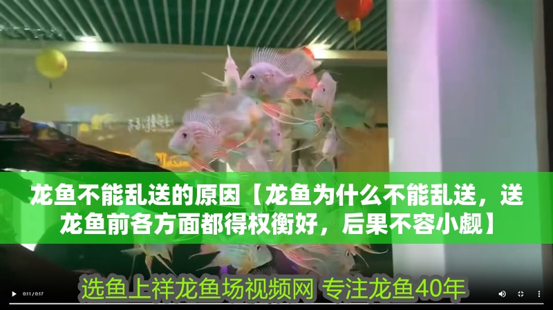 龍魚不能亂送的原因【龍魚為什么不能亂送，送龍魚前各方面都得權(quán)衡好，后果不容小覷】