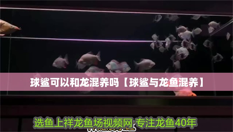球鯊可以和龍混養(yǎng)嗎【球鯊與龍魚混養(yǎng)】