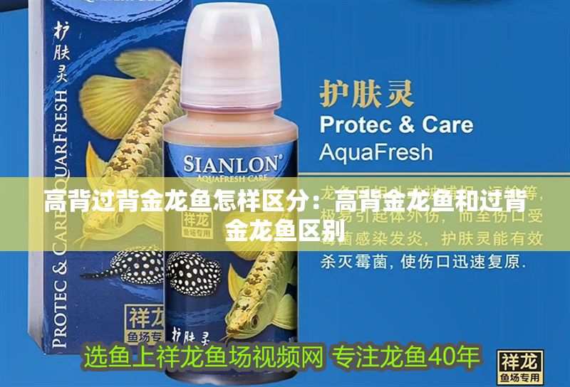 高背過背金龍魚怎樣區分：高背金龍魚和過背金龍魚區別