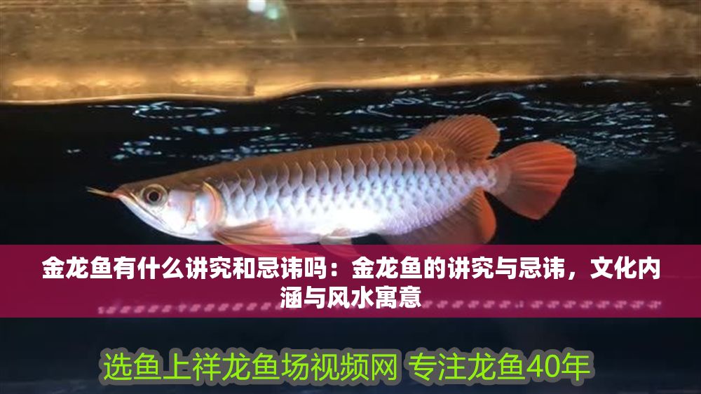 金龍魚(yú)有什么講究和忌諱嗎：金龍魚(yú)的講究與忌諱，文化內(nèi)涵與風(fēng)水寓意