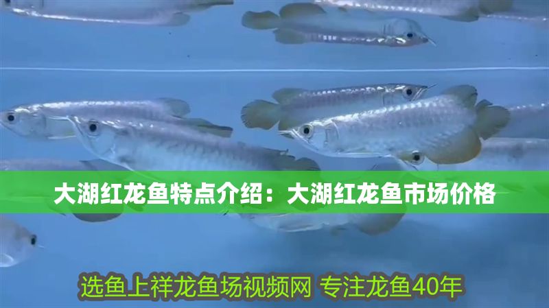 大湖紅龍魚特點介紹：大湖紅龍魚市場價格