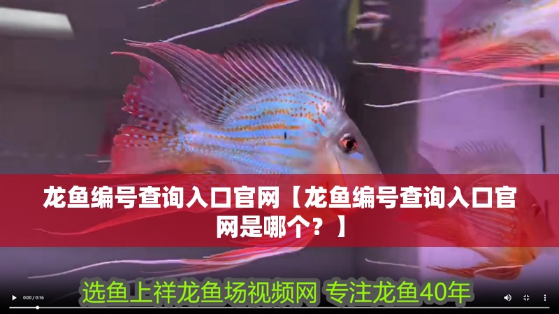 龍魚編號查詢入口官網【龍魚編號查詢入口官網是哪個？】