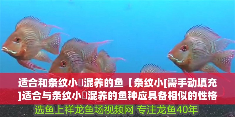 適合和條紋小鲃混養(yǎng)的魚【條紋小[需手動填充]適合與條紋小鲃混養(yǎng)的魚種應具備相似的性格和生活習性】