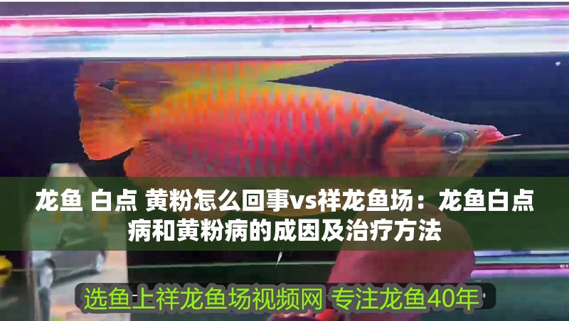 龍魚 白點 黃粉怎么回事vs祥龍魚場：龍魚白點病和黃粉病的成因及治療方法