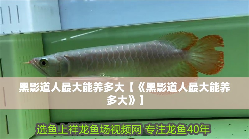 黑影道人最大能養(yǎng)多大【《黑影道人最大能養(yǎng)多大》】