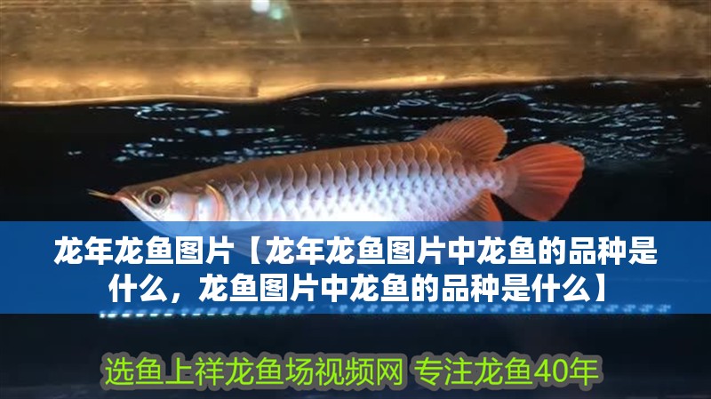 龍年龍魚圖片【龍年龍魚圖片中龍魚的品種是什么，龍魚圖片中龍魚的品種是什么】