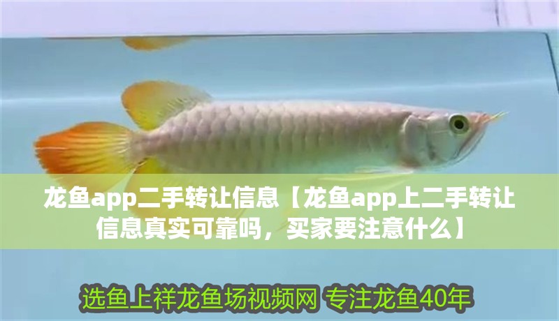 龍魚app二手轉讓信息【龍魚app上二手轉讓信息真實可靠嗎，買家要注意什么】