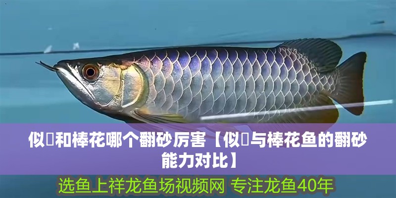 似鮈和棒花哪個翻砂厲害【似鮈與棒花魚的翻砂能力對比】