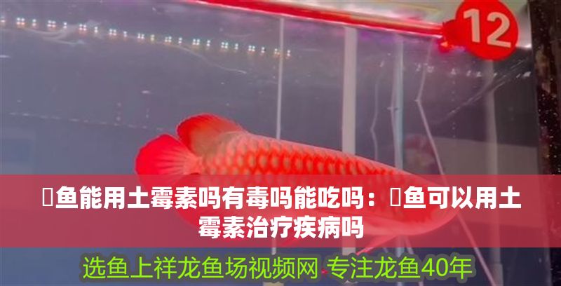 魟魚能用土霉素嗎有毒嗎能吃嗎：魟魚可以用土霉素治療疾病嗎